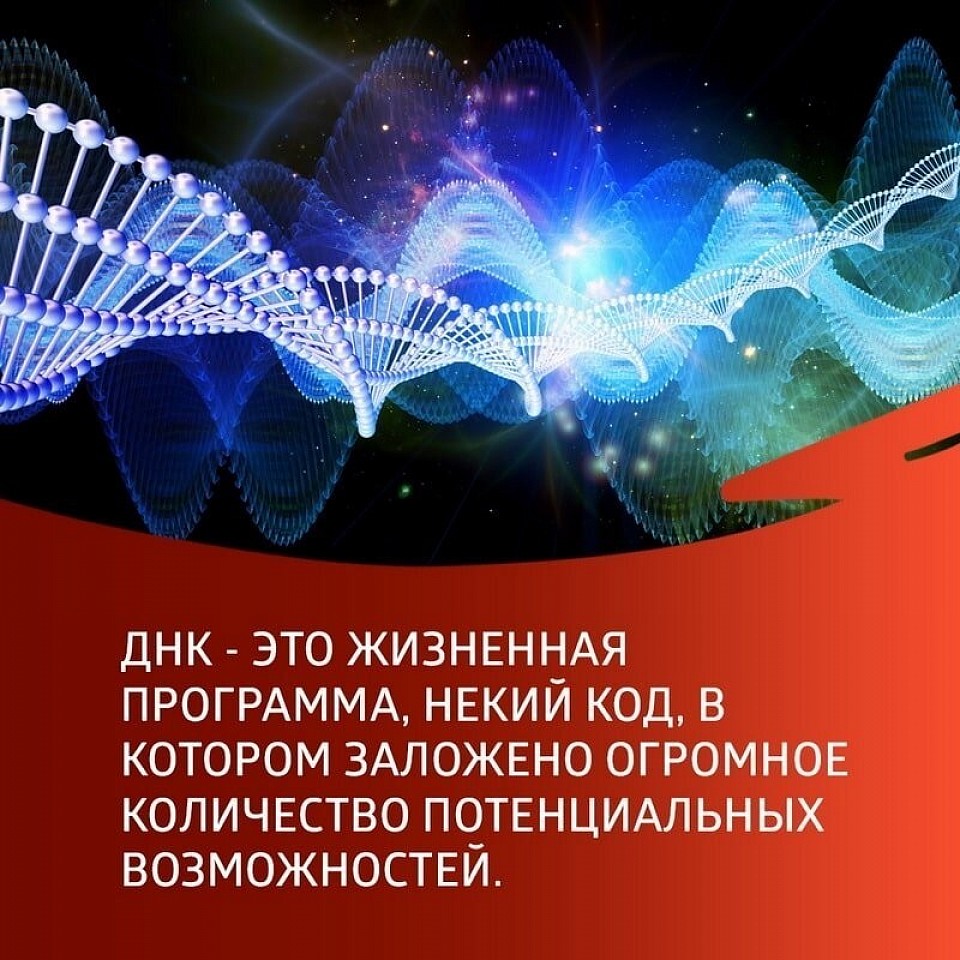 Днк